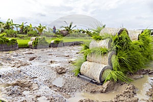 Innovative Rice Planting Machines and Technology for Farmers in Thailand