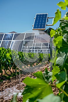 Innovative Solar Panel Installation in Organic Farm Field with Irrigation System and Clear Blue Sky