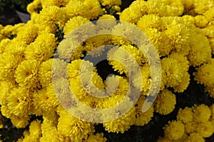 Innumerable yellow flowers of Chrysanthemums