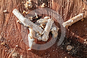 Inoculated mycelial wooden pellets on a beech tree stub, fungiculture and mushroom farm