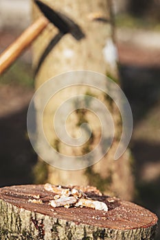 Inoculated mycelium pellets in front of a beech tree stump, mushroom farm and fungiculture