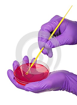 Inoculating Petri dish