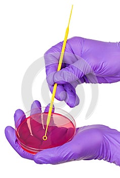 Inoculating Petri dish