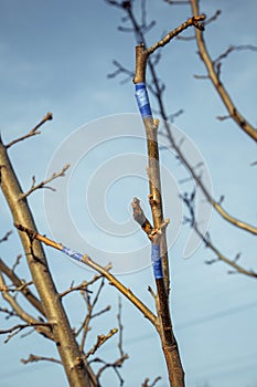 Inoculating trees with insulating tape in spring close-up. orchard care. Plant cultivation. Branches without leaves