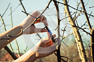 Inoculating trees with insulating tape in spring close-up. orchard care. Plant cultivation. Branches without leaves