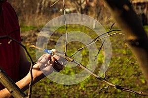 Inoculating trees with insulating tape in spring close-up. orchard care. Plant cultivation. Branches without leaves