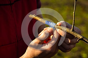 Inoculating trees with insulating tape in spring close-up. orchard care. Plant cultivation. Branches without leaves