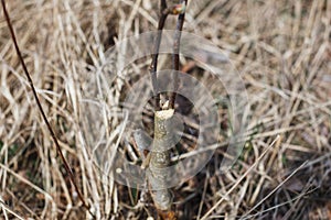 Inoculation in the spring of apple trees in raspis. Crossbreeding photo