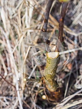 Inoculation in the spring of apple trees in raspis. Crossbreeding photo