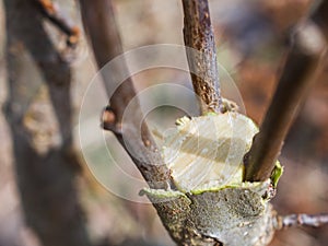 Inoculation in the spring of apple trees in raspis. Crossbreeding photo