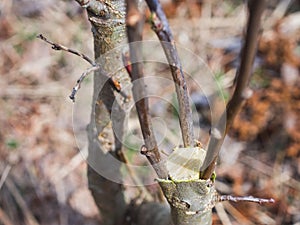 Inoculation in the spring of apple trees in raspis. Crossbreeding