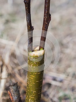 Inoculation in the spring of apple trees in raspis. Crossbreeding photo