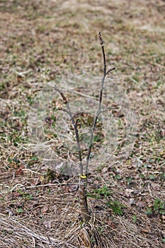 Inoculation in the spring of apple trees in raspis. Crossbreeding