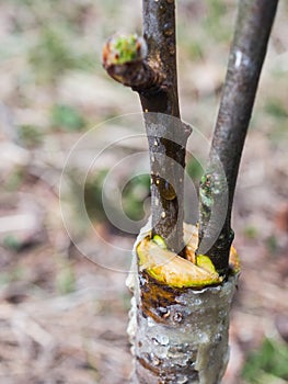 Inoculation in the spring of apple trees in raspis. Crossbreeding photo