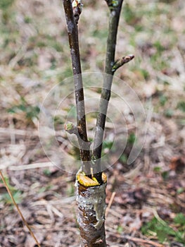 Inoculation in the spring of apple trees in raspis. Crossbreeding photo