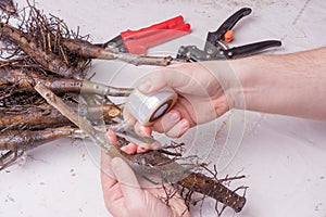 Inoculation of varietal walnut seedlings close-up. The concept o