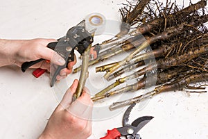 Inoculation of varietal walnut seedlings close-up. The concept o