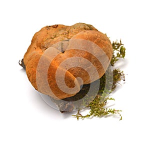 Inonotus cuticularis fungus