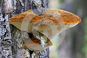 Inonotus hispidus growing on apple trunk