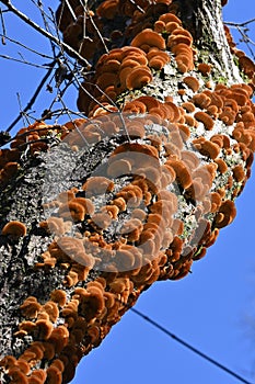 Inonotus mikadoi. Hymenochaetaceae mushroom.