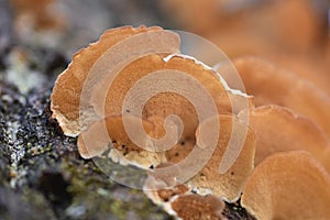 Inonotus mikadoi. Hymenochaetaceae mushroom.