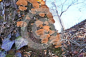 Inonotus mikadoi. Hymenochaetaceae mushroom.