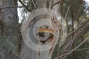 Inonotus mushroom growing on the tree trunk