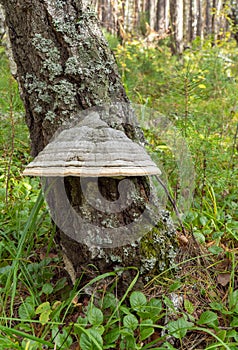 Inonotus obliquus or birch mushroom. Chaga is used in folk medicine as an antitumor and gastritis agent