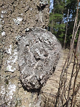 Inonotus obliquus, chaga, birch mushroom on a tree trunk in the forest. antitumor and gastritis agent
