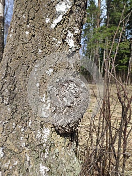 Inonotus obliquus, chaga, birch mushroom on a tree trunk in the forest. antitumor and gastritis agent