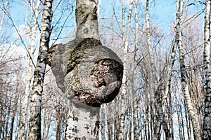 Inonotus obliquus or Chaga mushroom on trunk birch tree