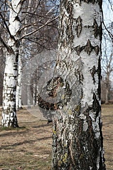 Inonotus Obliquus. Chaga mushroom on trunk birch tree, using for healing tea or coffee in folk medicine. Outdoors.