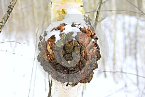 Inonotus obliquus, commonly known as chaga