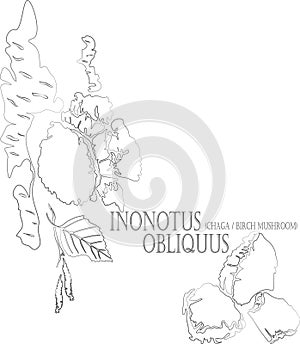 Inonotus obliquus contour vector illustration