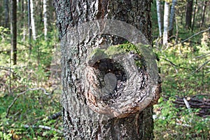 Inonotus obliquus on the trunk of a tree. Parasitic plant.