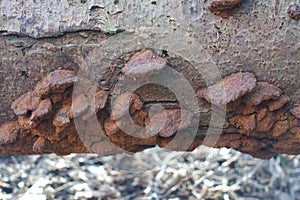 Inonotus radiatus Alder Schillerporling Wood rot White rot pathogen - Fungi on trees - Mycological photography