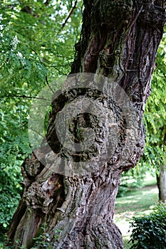 Inosculation on the tree