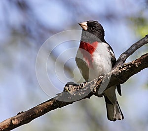 Inquiring Rose-Breasted Grosbeak