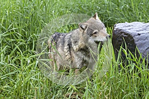 Inquisitive Adult Grey Wolf in Tall Grass