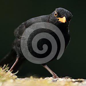 Inquisitive Blackbird photo