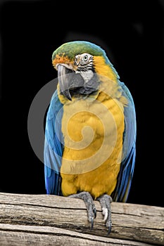 Inquisitive blue collard Macaw parrot