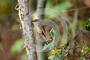 Inquisitive Carolina Wren