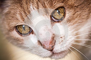 Inquisitive cat face