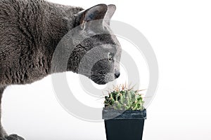 Inquisitive cat inspecting a spiny cactus