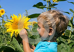 Inquisitive child considers sunflower in the field