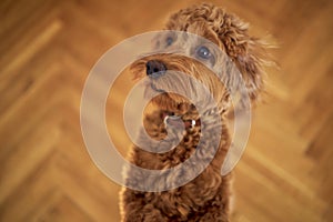 inquisitive cockapoo girl stands on her hind legs