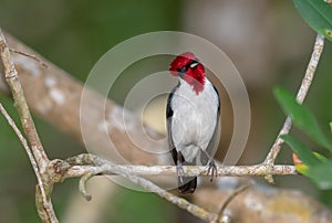 Inquisitive, colorful bird perched in a forest with head tilted