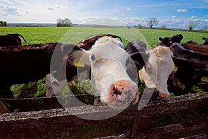 Inquisitive cow