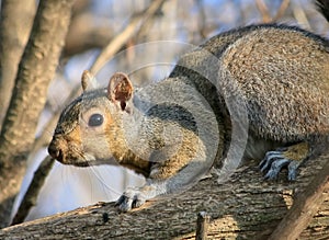 Eastern Gray Squirrel sciurus carolinensis photo