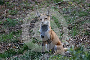 Inquisitive Fox